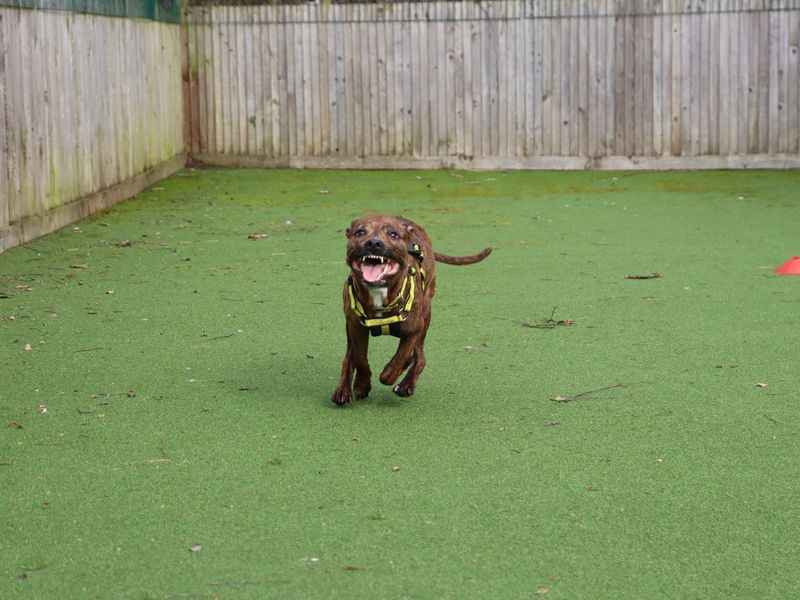 undefined | Terrier (Staffordshire Bull) Cross | undefined - 4