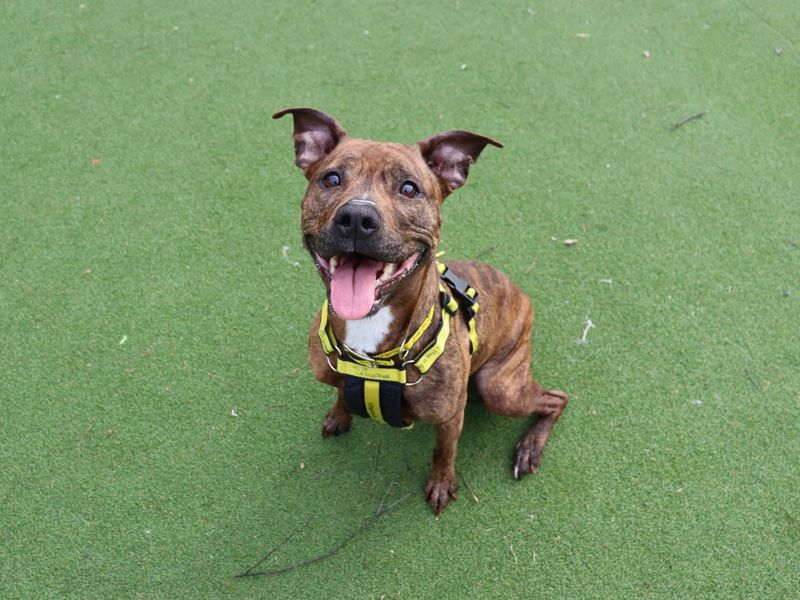 undefined | Terrier (Staffordshire Bull) Cross | undefined - 5