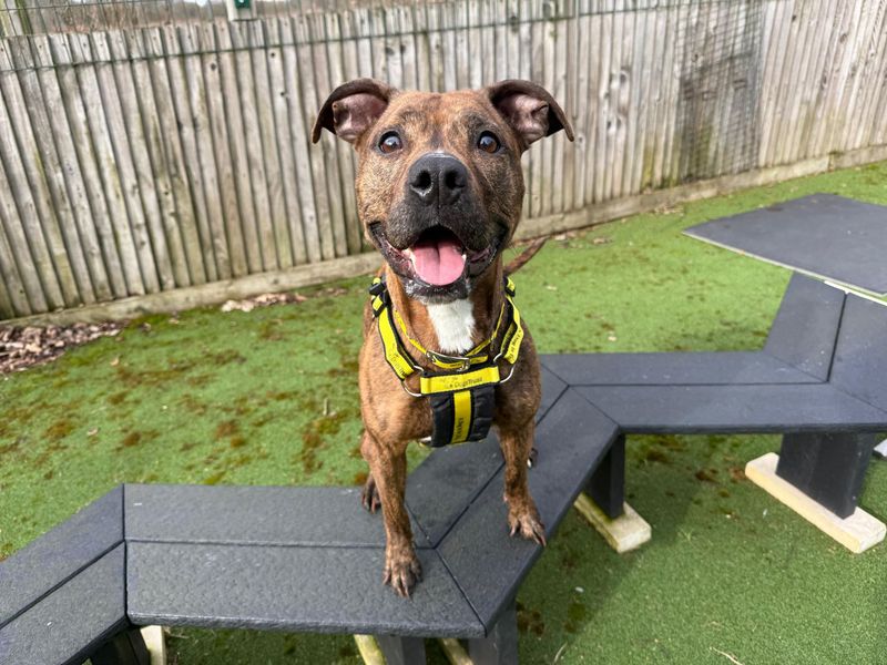 Staffordshire Bull Terrier Dogs And Puppies For Adoption