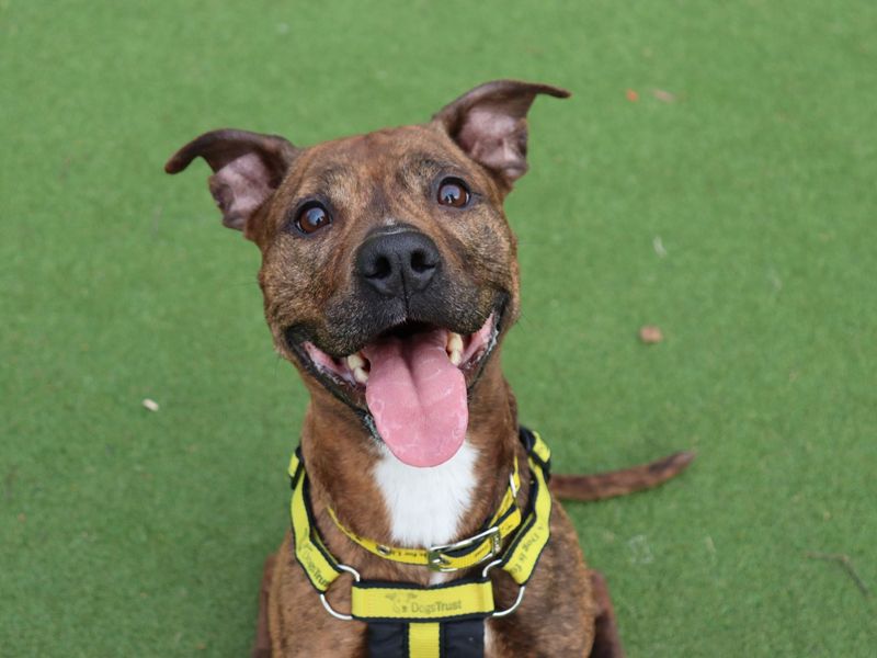 undefined | Terrier (Staffordshire Bull) Cross | undefined - 2