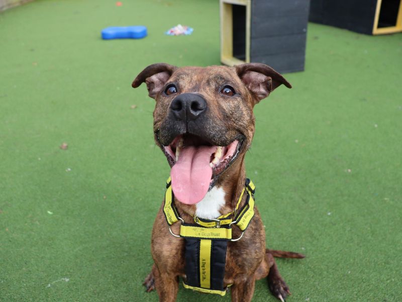undefined | Terrier (Staffordshire Bull) Cross | undefined - 3