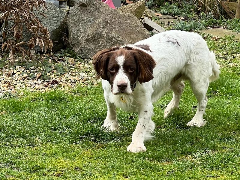 Springer Spaniel Dogs And Puppies For Adoption