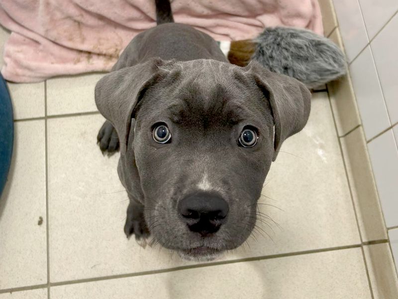 Cane Corso for adoption in Leeds, Yorkshire – 3 months old