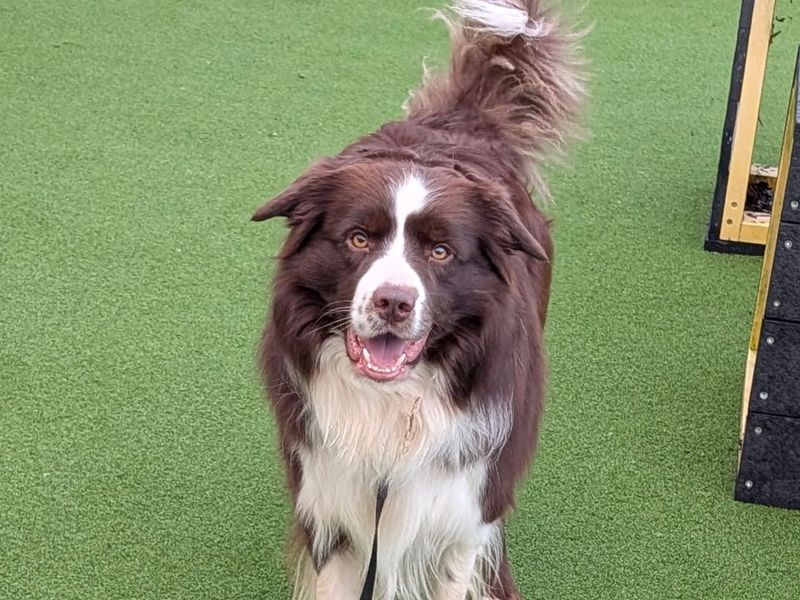 Sammy | Collie (Border) | Loughborough - 2