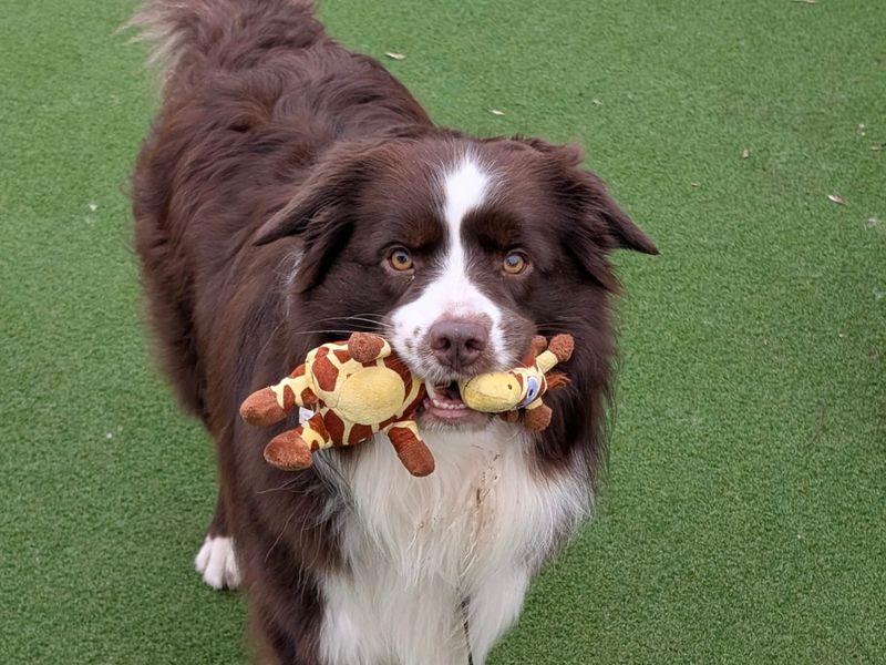 Sammy | Collie (Border) | Loughborough - 1