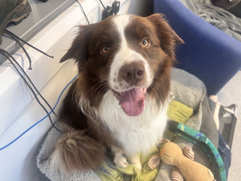 Sammy | Collie (Border) | Loughborough - 3
