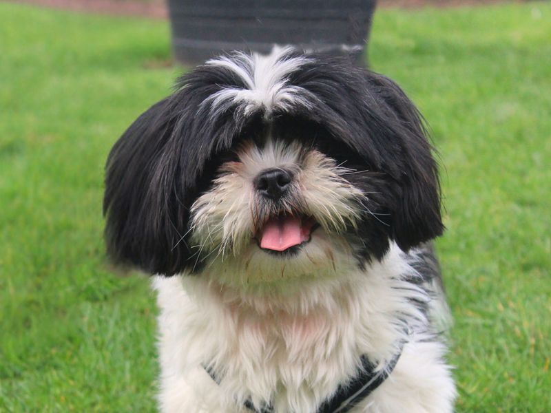 Milo - Image 2 of 3