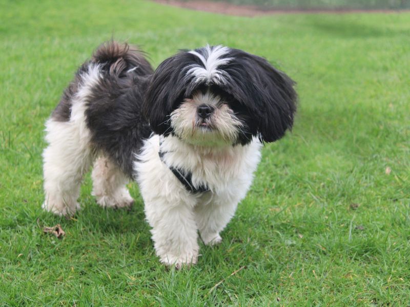 Shih Tzu Dogs And Puppies For Adoption