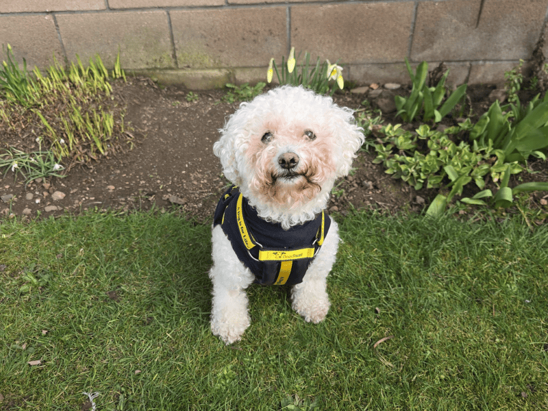 Misty, a 8 years old female Bichon Frise available for adoption from Dogs Trust in Dundee, Scotland
