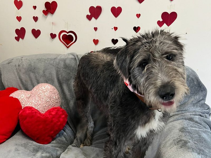 Pearl, a Unknown old female Deerhound available for adoption from Dogs Trust in Bridgend, Wales