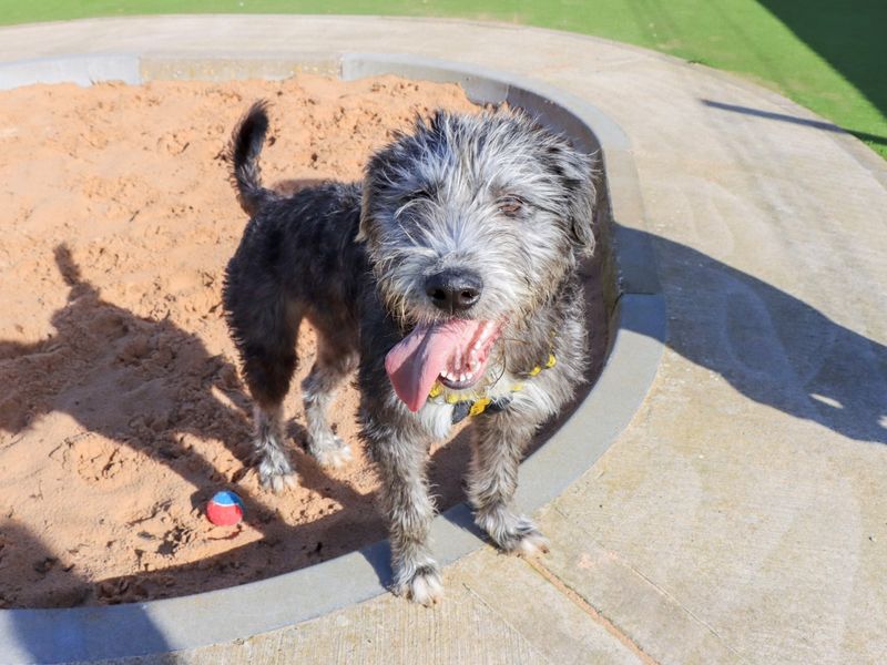 Pearl, a Unknown old female Irish Wolfhound available for adoption from Dogs Trust in Evesham, West Midlands