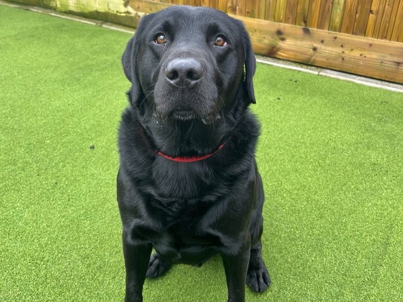Charlie | Retriever (Labrador) | Ballymena (Northern Ireland) - 1