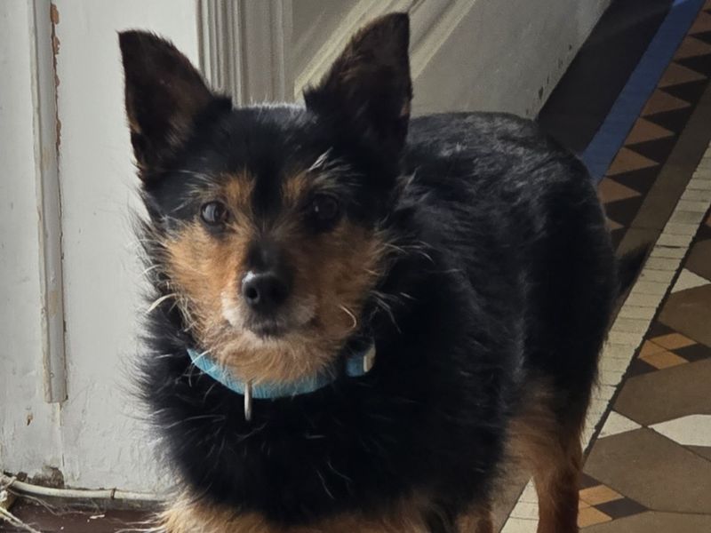 Yorkshire Terrier Dogs And Puppies For Adoption