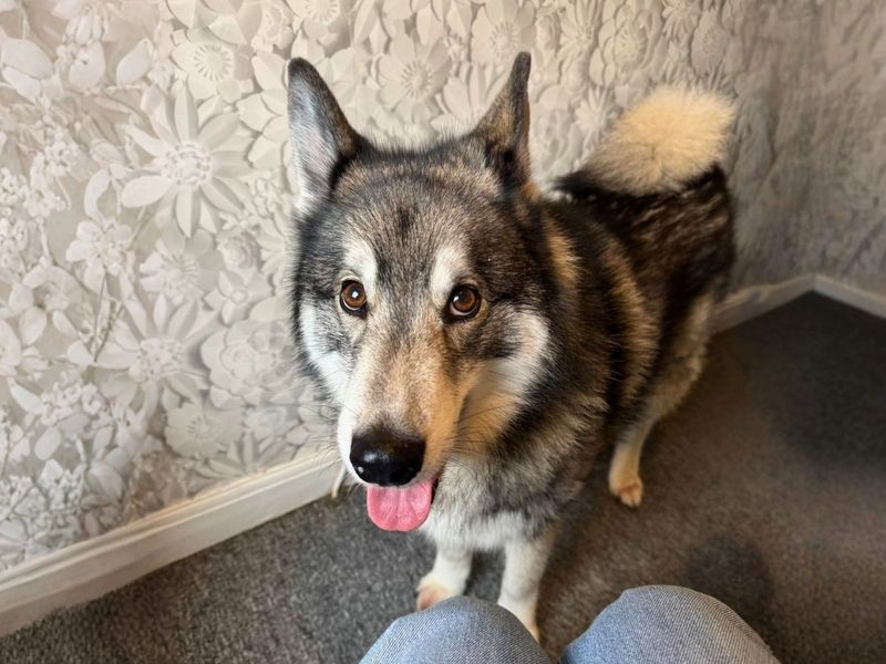 Siberian Husky Dogs And Puppies For Adoption