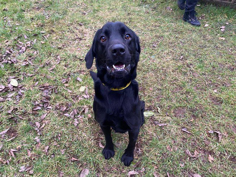 Jud, a 4 years old male Golden Retriever available for adoption from Dogs Trust in Cumbria, North West