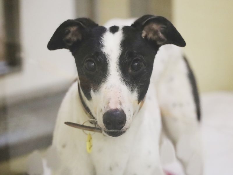 Dot | Greyhound | Leeds - 1