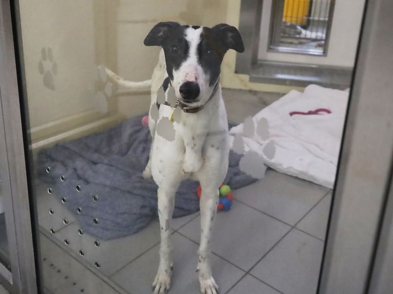 Greyhound for adoption in Leeds, Yorkshire – 8 years old