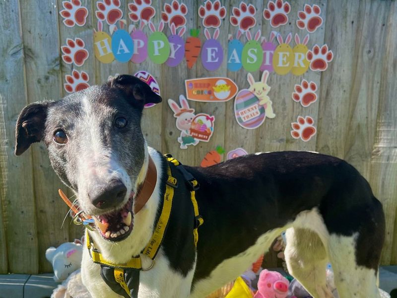 Dolly | Greyhound | Snetterton (Norfolk) - 2