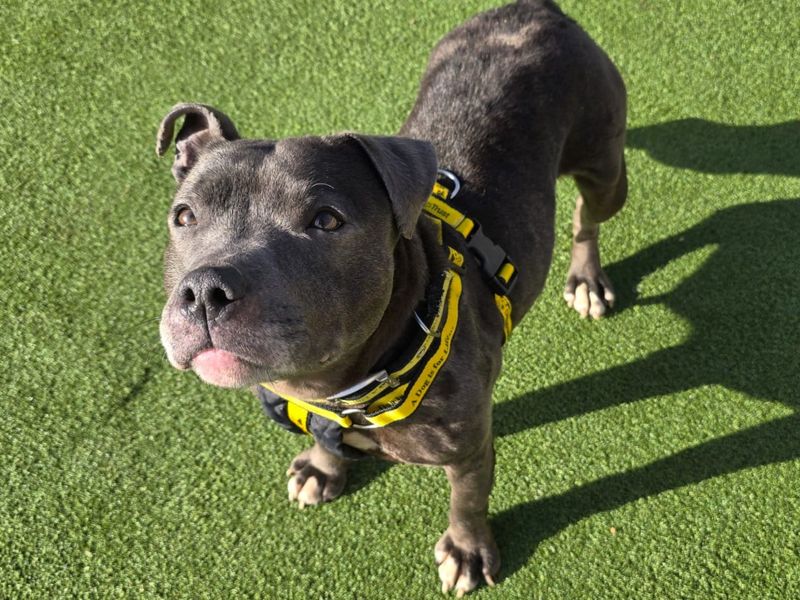 Agnes - Image 4 of 4