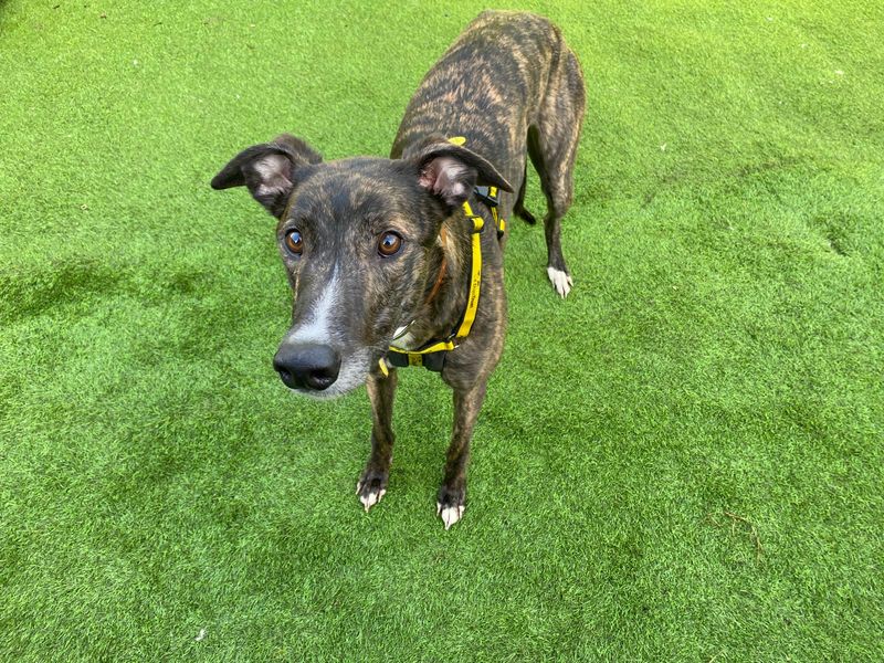 Greyhound for adoption in West Calder, West Lothian – 1 year old