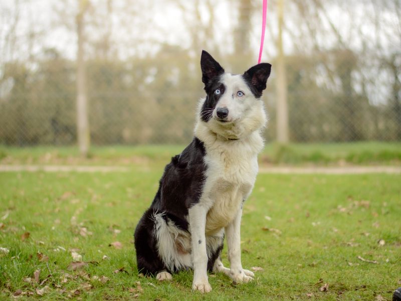 Moss | Collie (Border) | Kenilworth (West Midlands) - 6