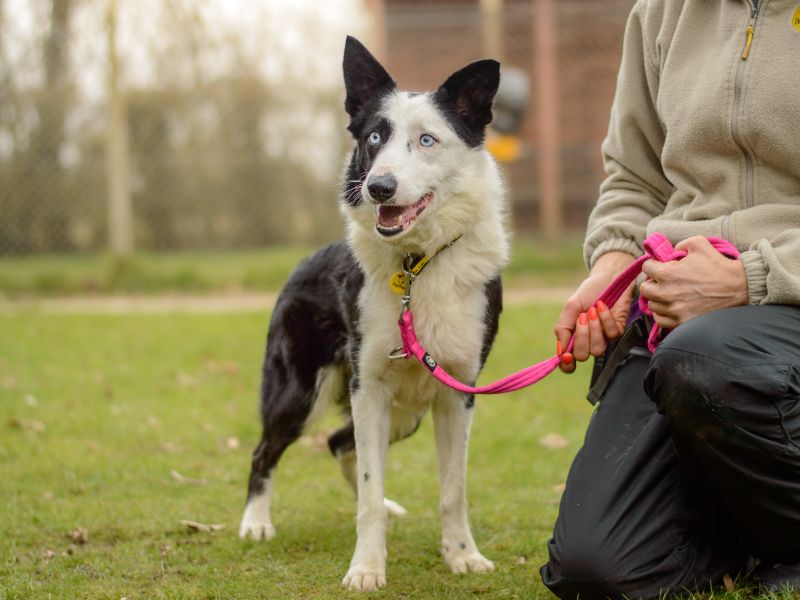 Moss | Collie (Border) | Kenilworth (West Midlands) - 4