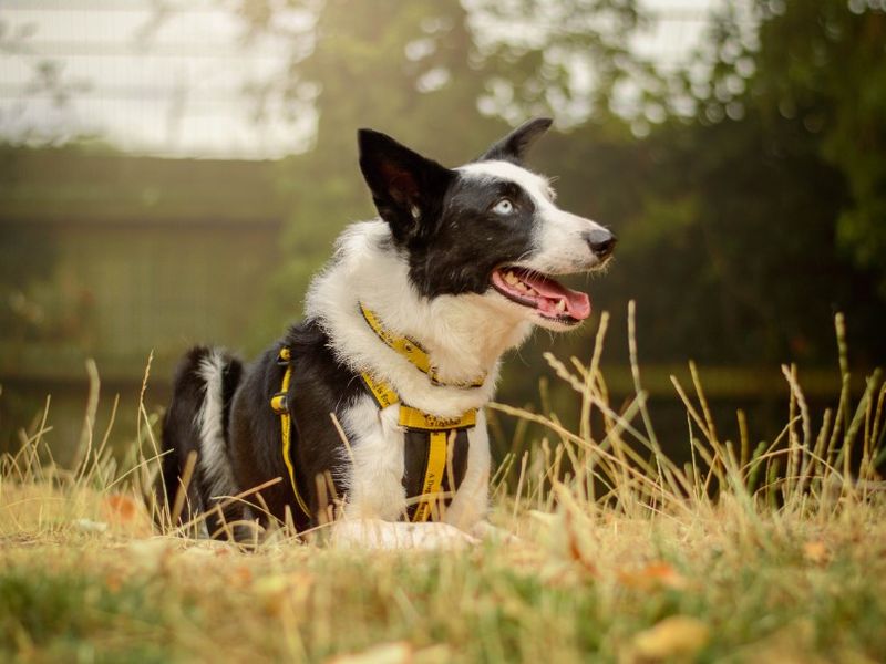 Moss | Collie (Border) | Kenilworth (West Midlands) - 5
