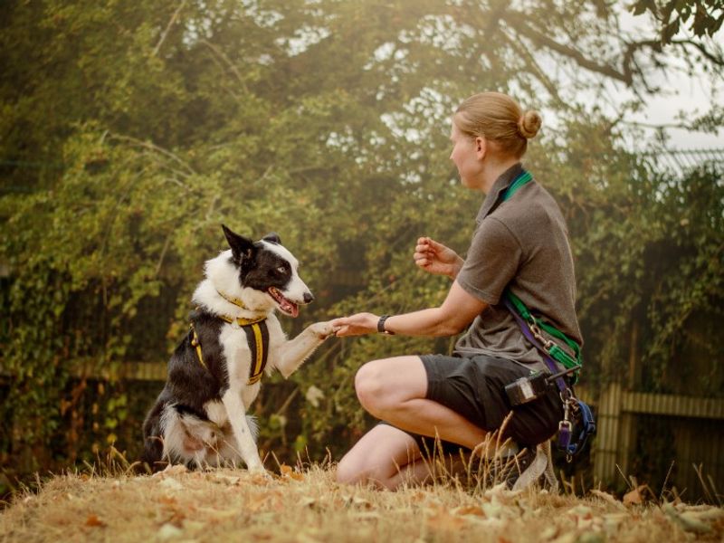Moss | Collie (Border) | Kenilworth (West Midlands) - 2
