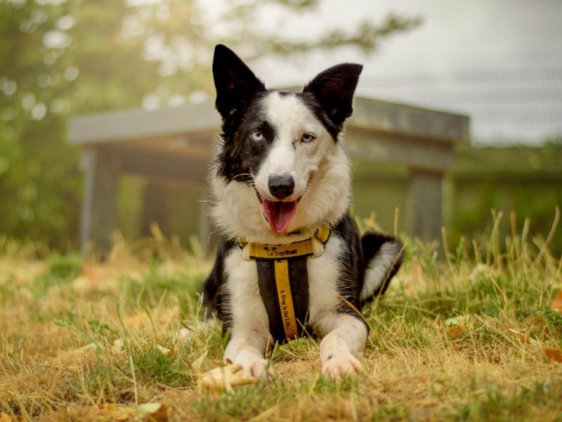 Moss | Collie (Border) | Kenilworth (West Midlands) - 7