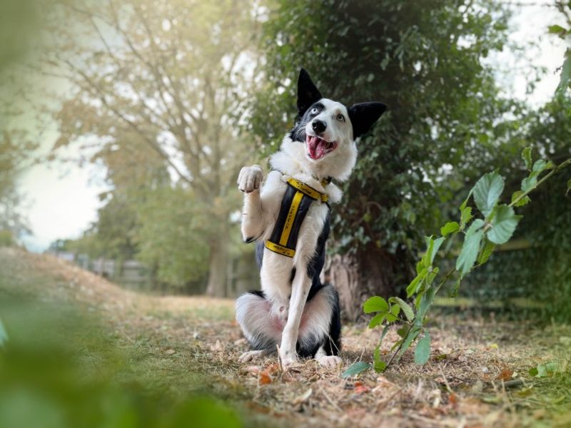 Moss | Collie (Border) | Kenilworth (West Midlands) - 3