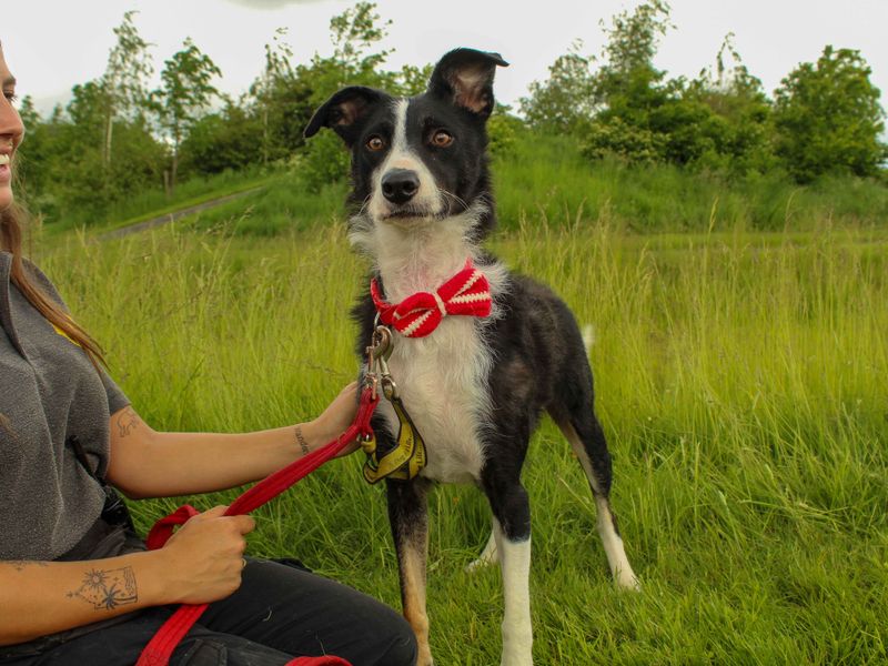 Border Collie Dogs And Puppies For Adoption