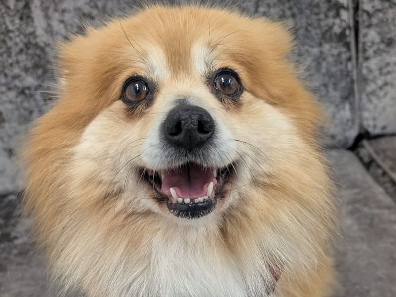 Pomeranian Dogs And Puppies For Adoption