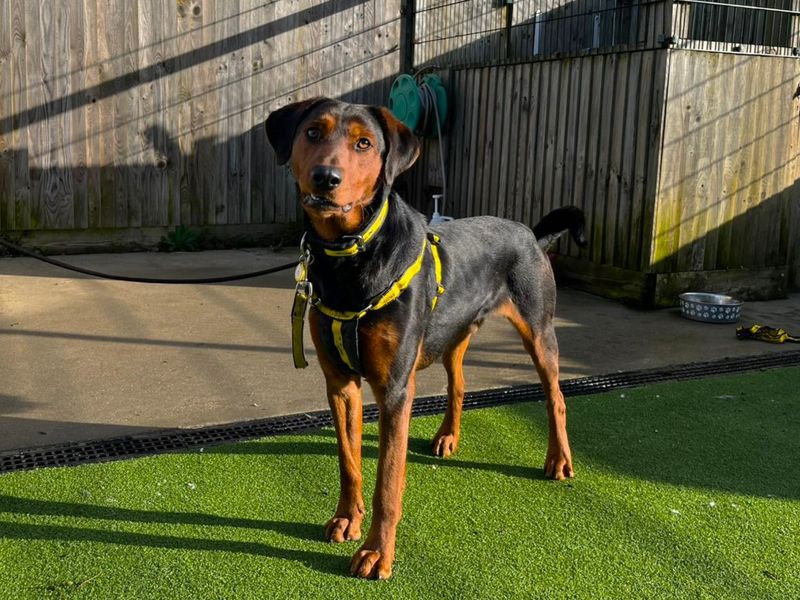 Kane, a 2 years old male Dobermann available for adoption from Dogs Trust in Canterbury, Kent
