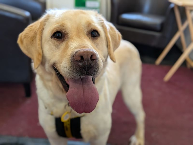 Autumn, a 6 years old female Labrador available for adoption from Dogs Trust in West Calder, Scotland