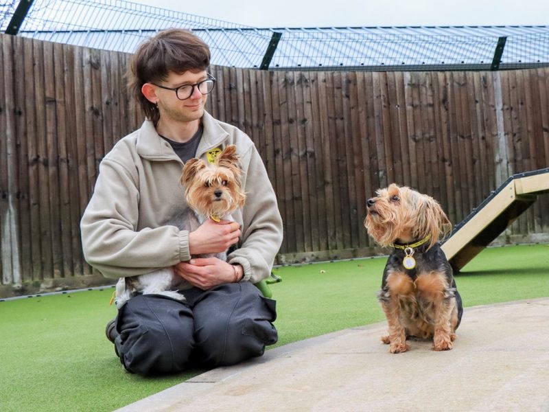 Yorkshire Terrier Dogs And Puppies For Adoption