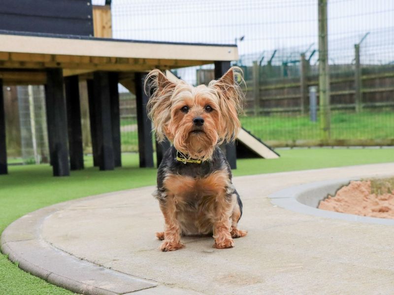 Connie and Flossy - Image 2 of 4