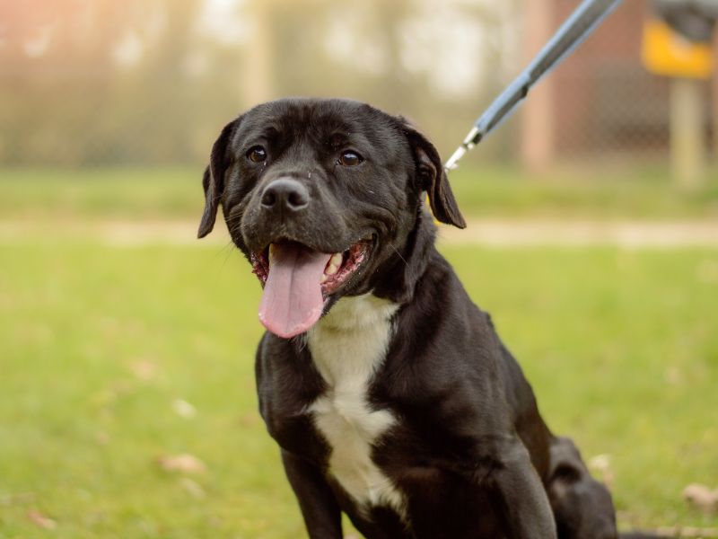 Staffordshire Bull Terrier for adoption in Kenilworth, Warwickshire – 1 year old - Image 2 of 3