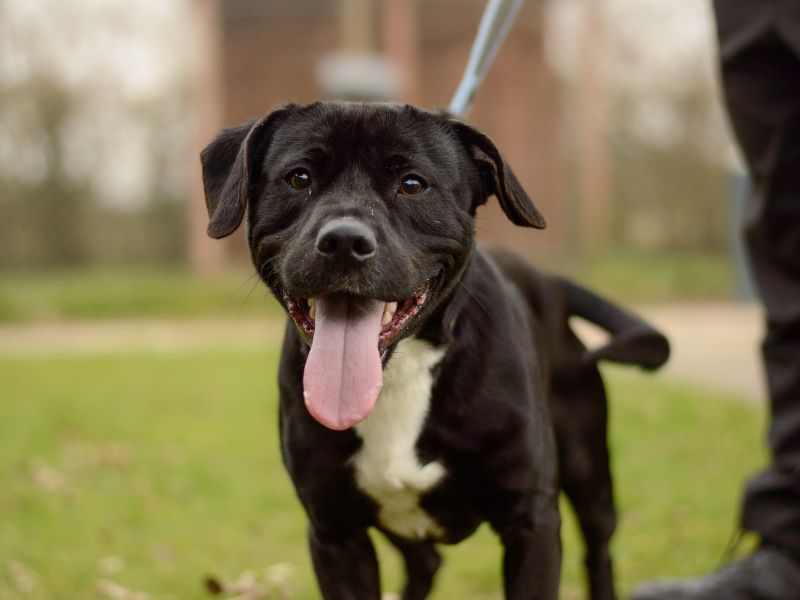 Staffordshire Bull Terrier Dogs And Puppies For Adoption