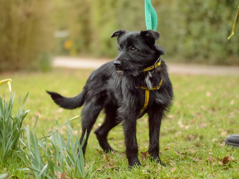 Jack Russell Terrier Dogs And Puppies For Adoption
