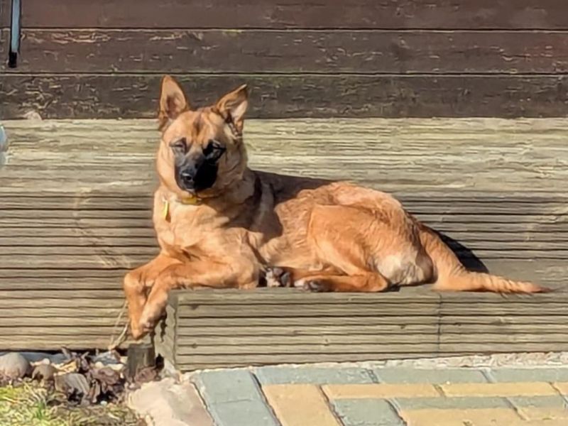 Hyacinth | Crossbreed | Basildon (Essex) - 1