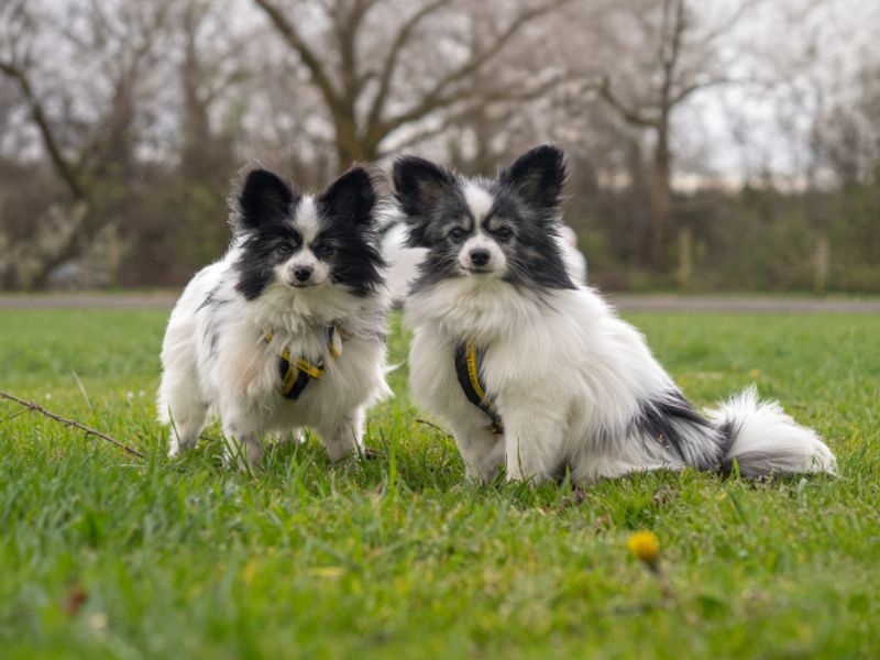 Tali | Papillon | Kenilworth (West Midlands) - 1