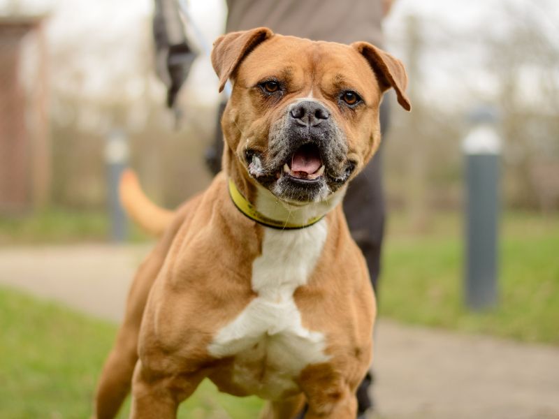 Boxer Dogs And Puppies For Adoption