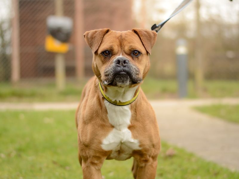 undefined | Mastiff Cross | undefined - 2