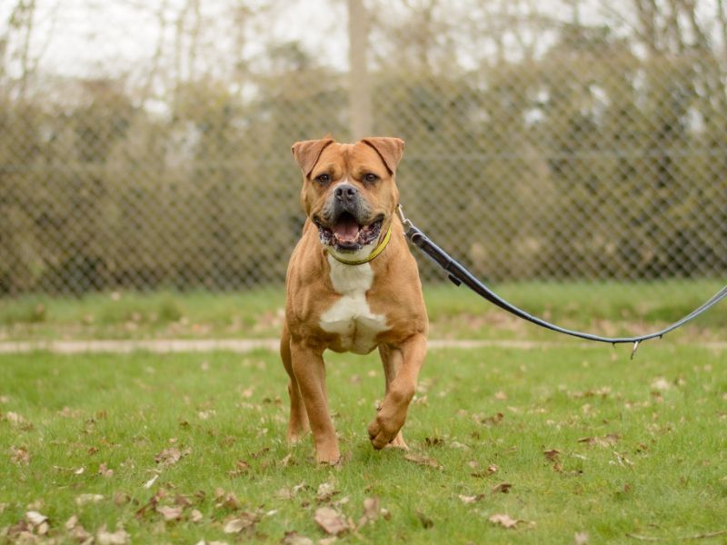 undefined | Mastiff Cross | undefined - 3