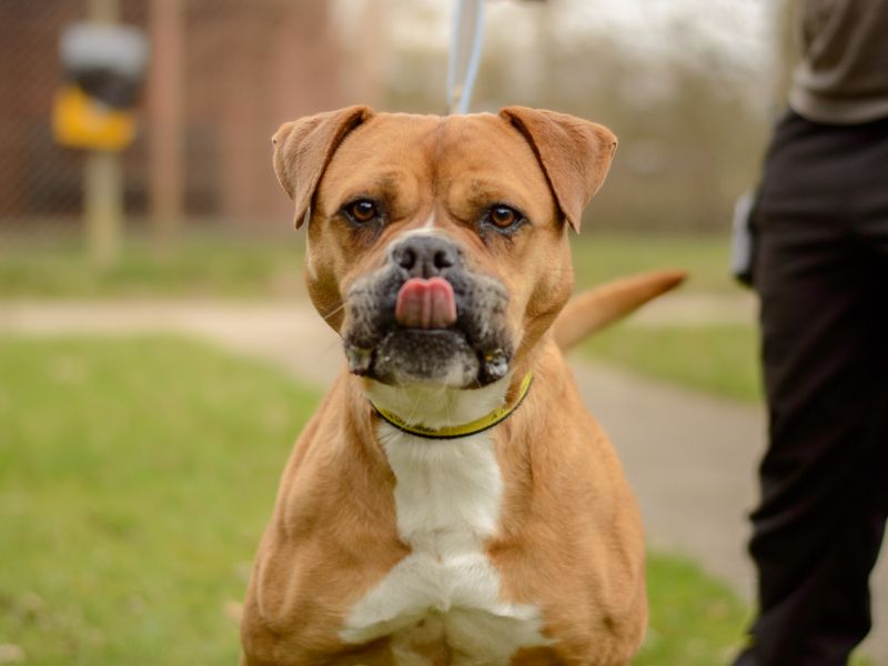 undefined | Mastiff Cross | undefined - 4