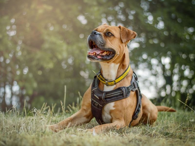 Hilda | Boxer Cross | Kenilworth (West Midlands) - 8