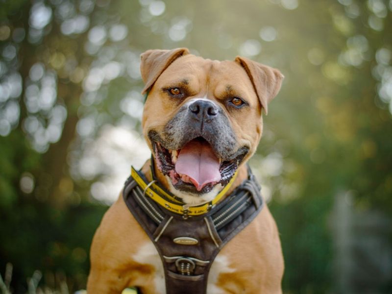 Hilda | Boxer Cross | Kenilworth (West Midlands) - 6