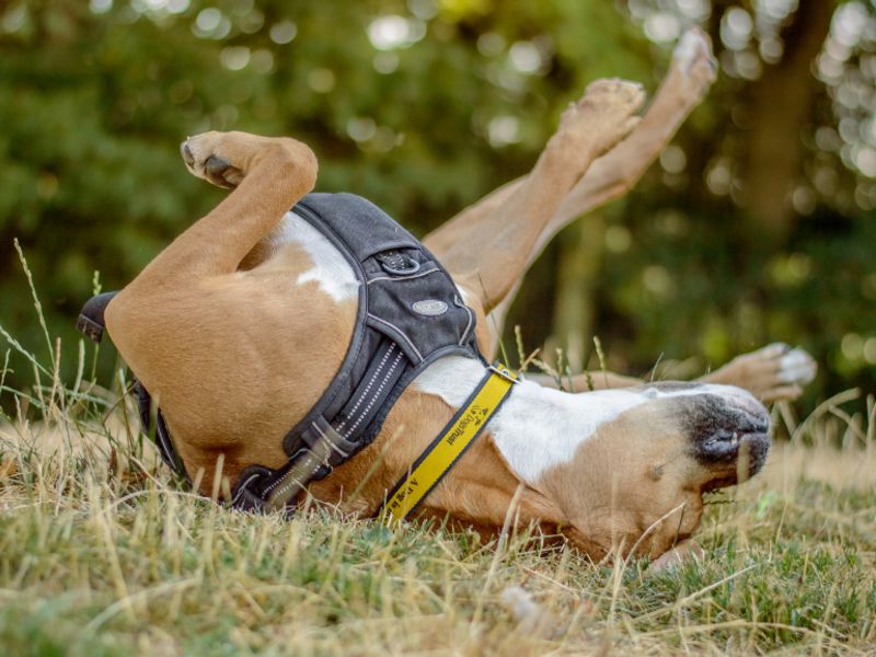 Hilda | Boxer Cross | Kenilworth (West Midlands) - 7