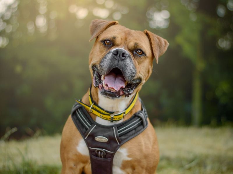 Hilda | Boxer Cross | Kenilworth (West Midlands) - 9