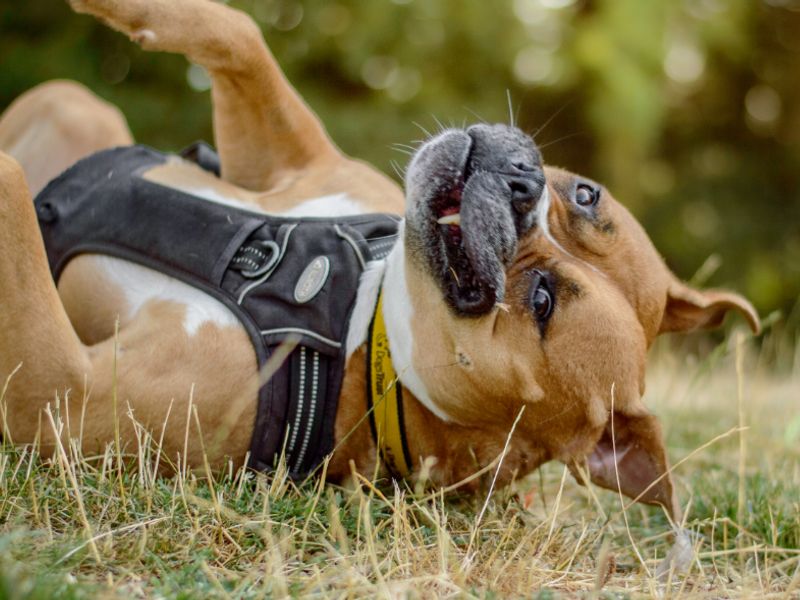 Hilda | Boxer Cross | Kenilworth (West Midlands) - 10